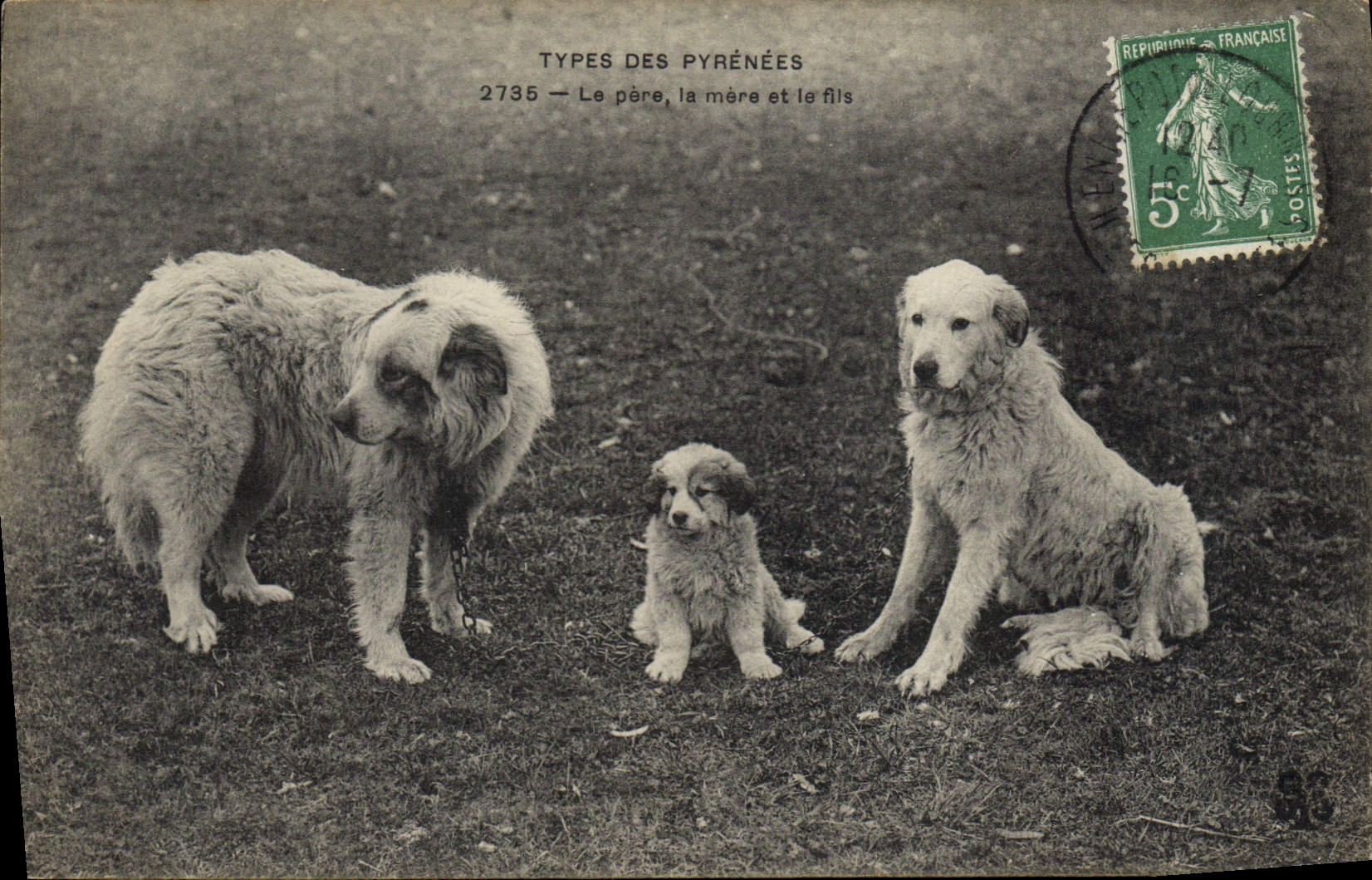 CPA Chien Chiens Pyrenees Le pere la mere et le fils