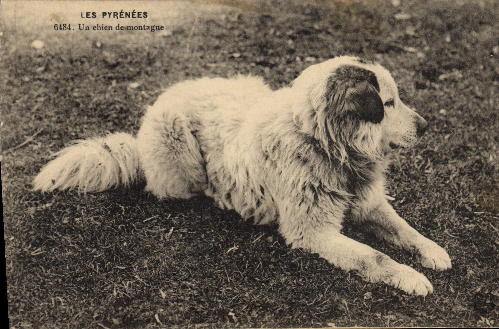 CPA Chien de montagne Pyrenees Chiens 