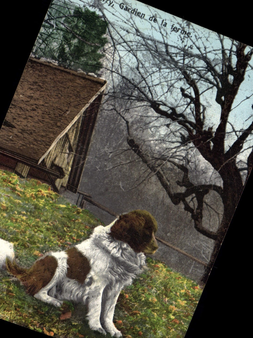 CPA Chien Chiens Barry Gardien de la ferme 