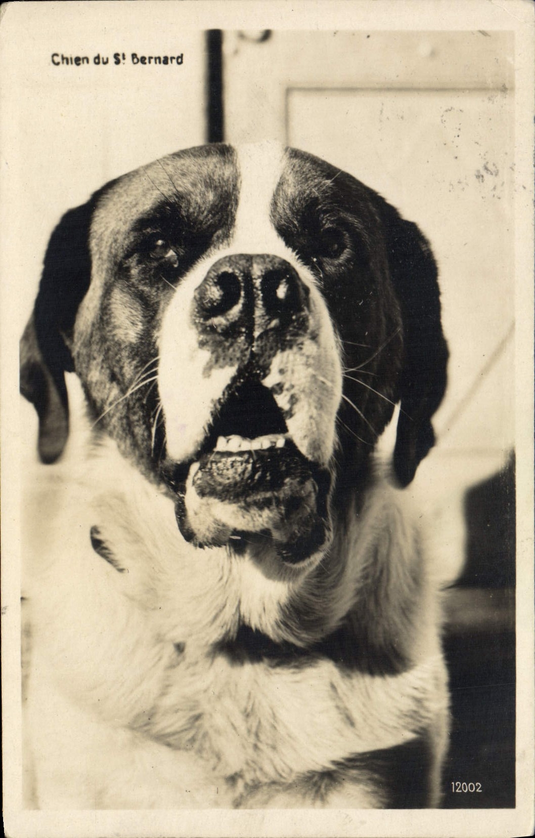Vintage Postcard Dog of St Bernard Chiens
