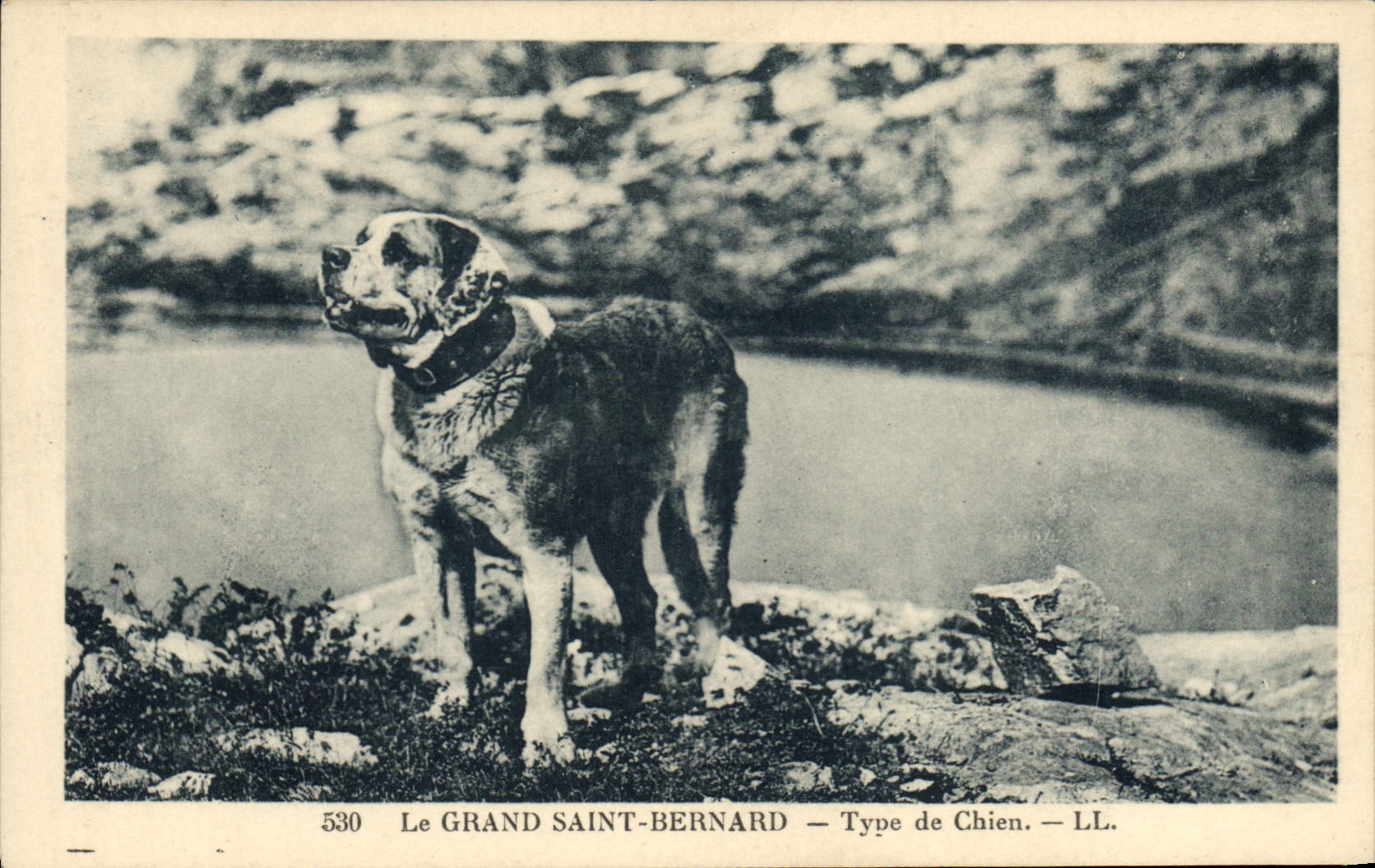 CPA Chien Chiens Grand St Bernard 