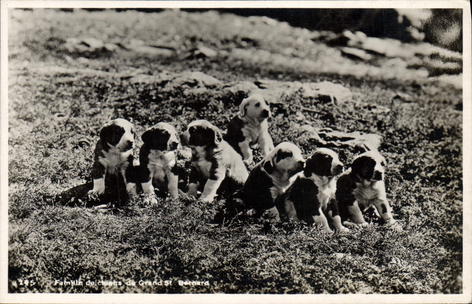 Vintage Postcard Dog Family of Dogs of Large St Bernard