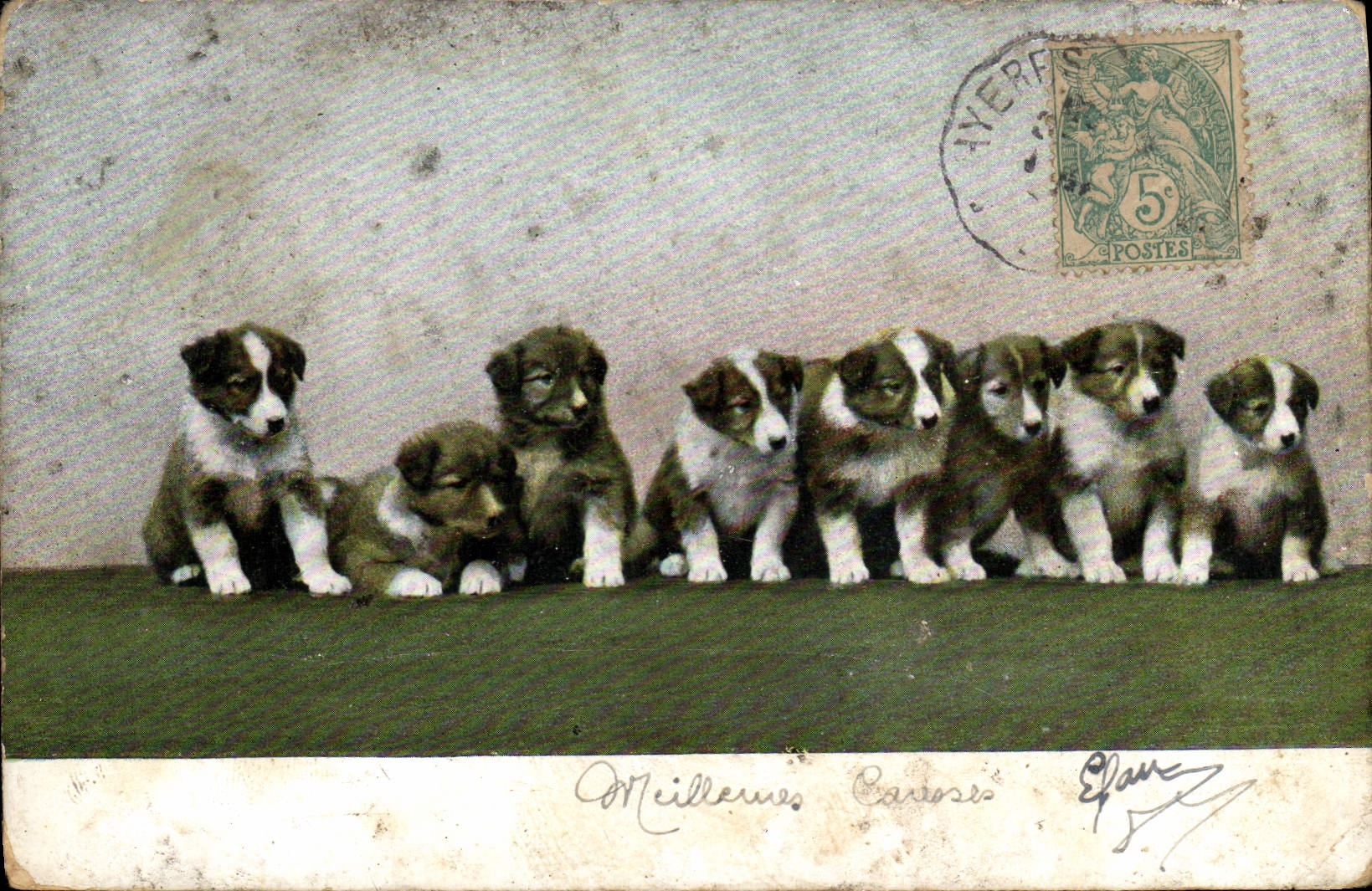 CPA Chien Chiens 