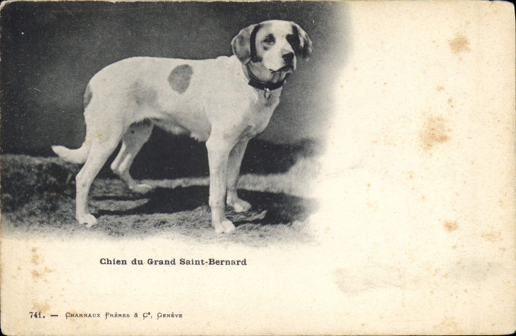 CPA Chien du Grand St Bernard Chiens 