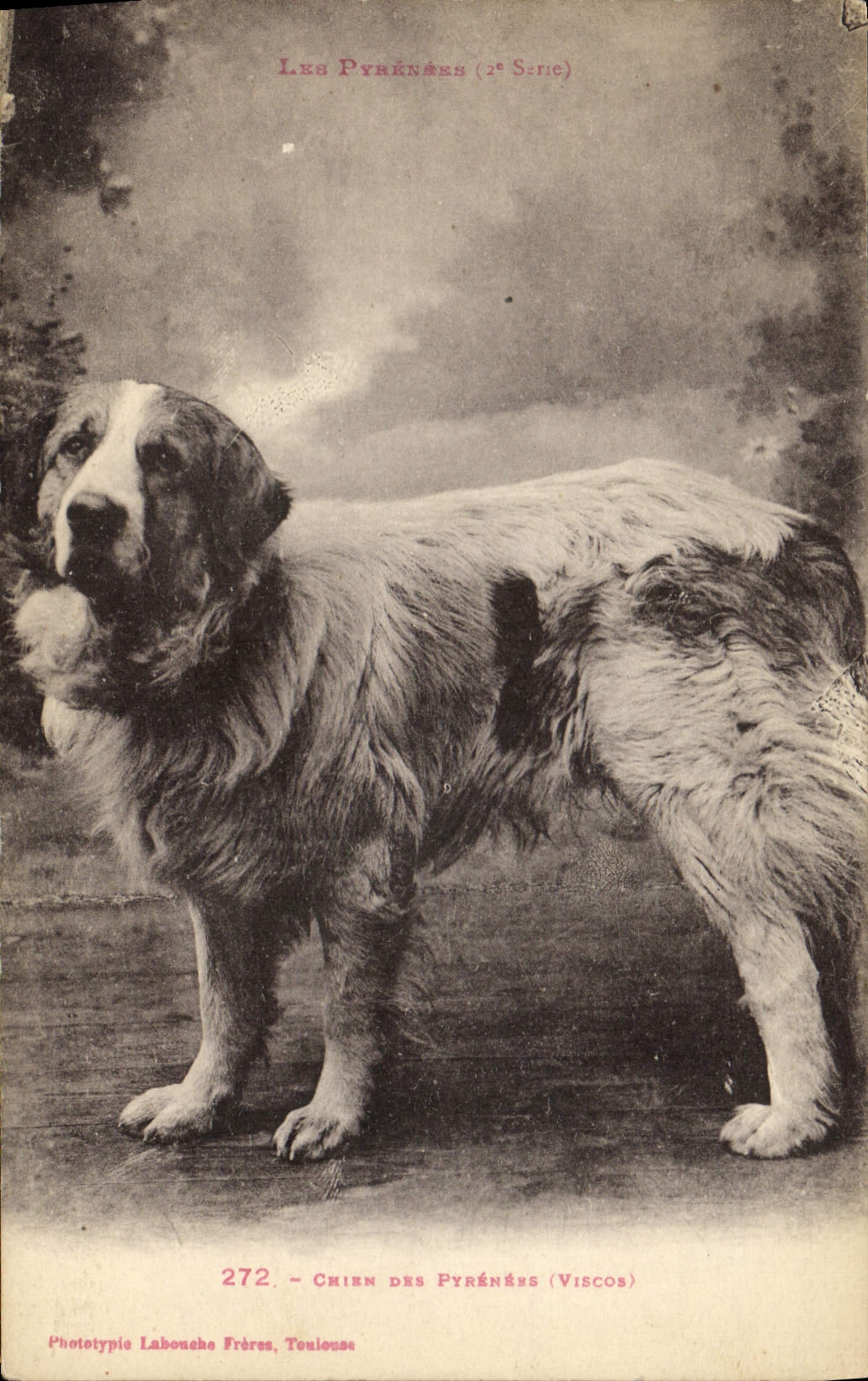 CPA Chien des Pyrenees Chiens 