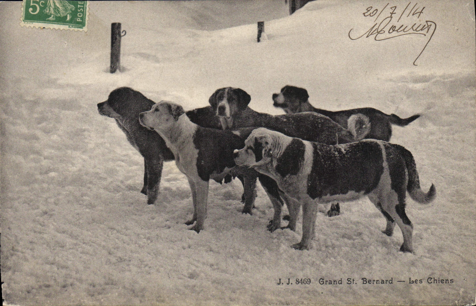 CPA Chien Chiens Grand St Bernard 