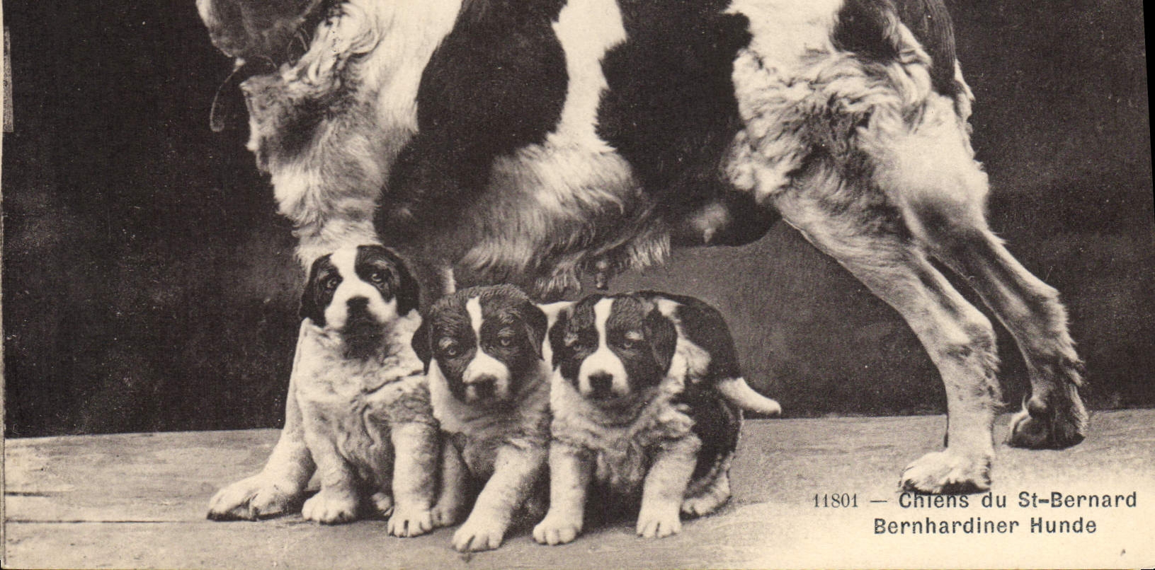CPA Chien Chiens du St Bernard 