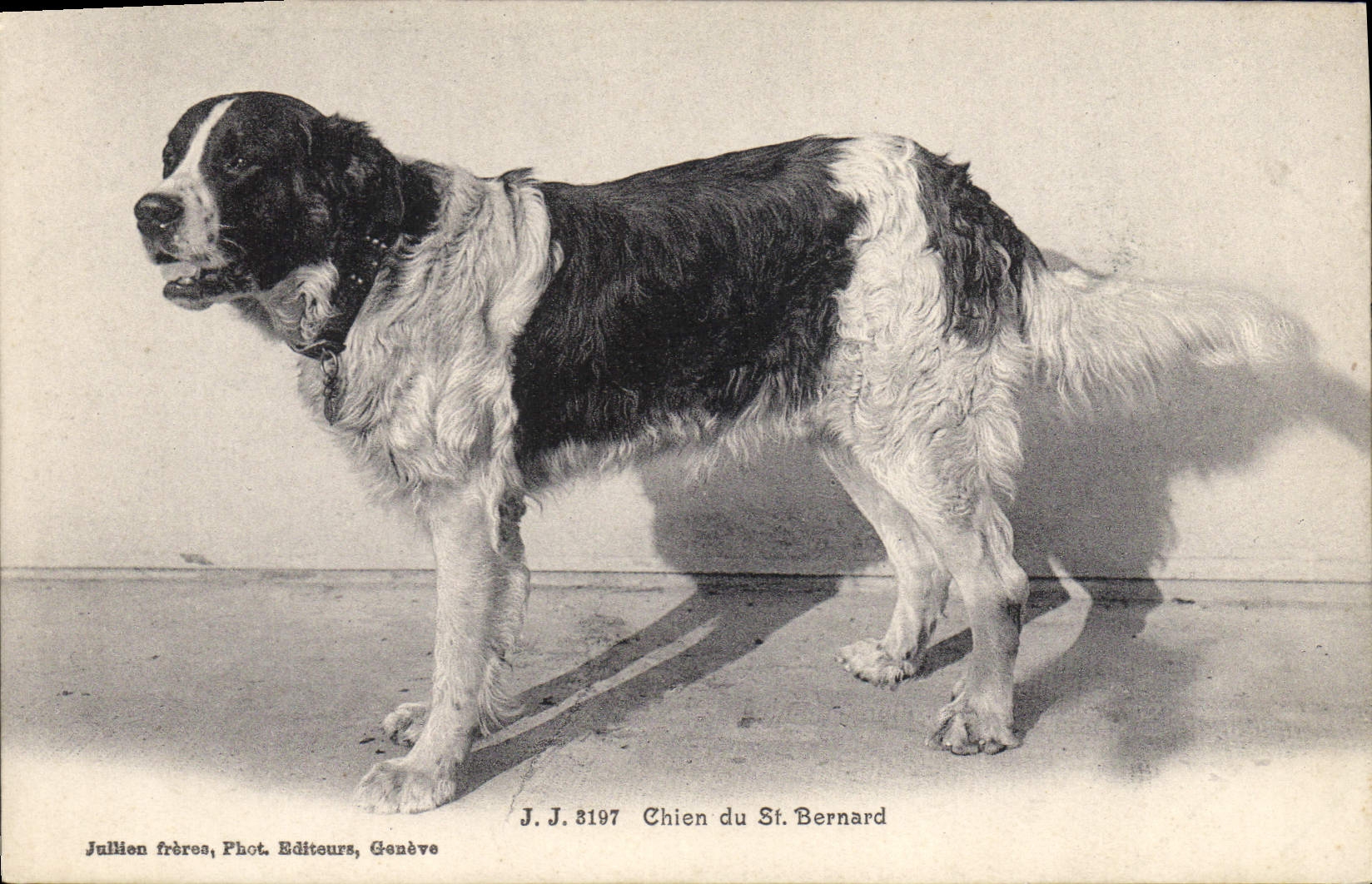 CPA Chien du St Bernard Chiens 