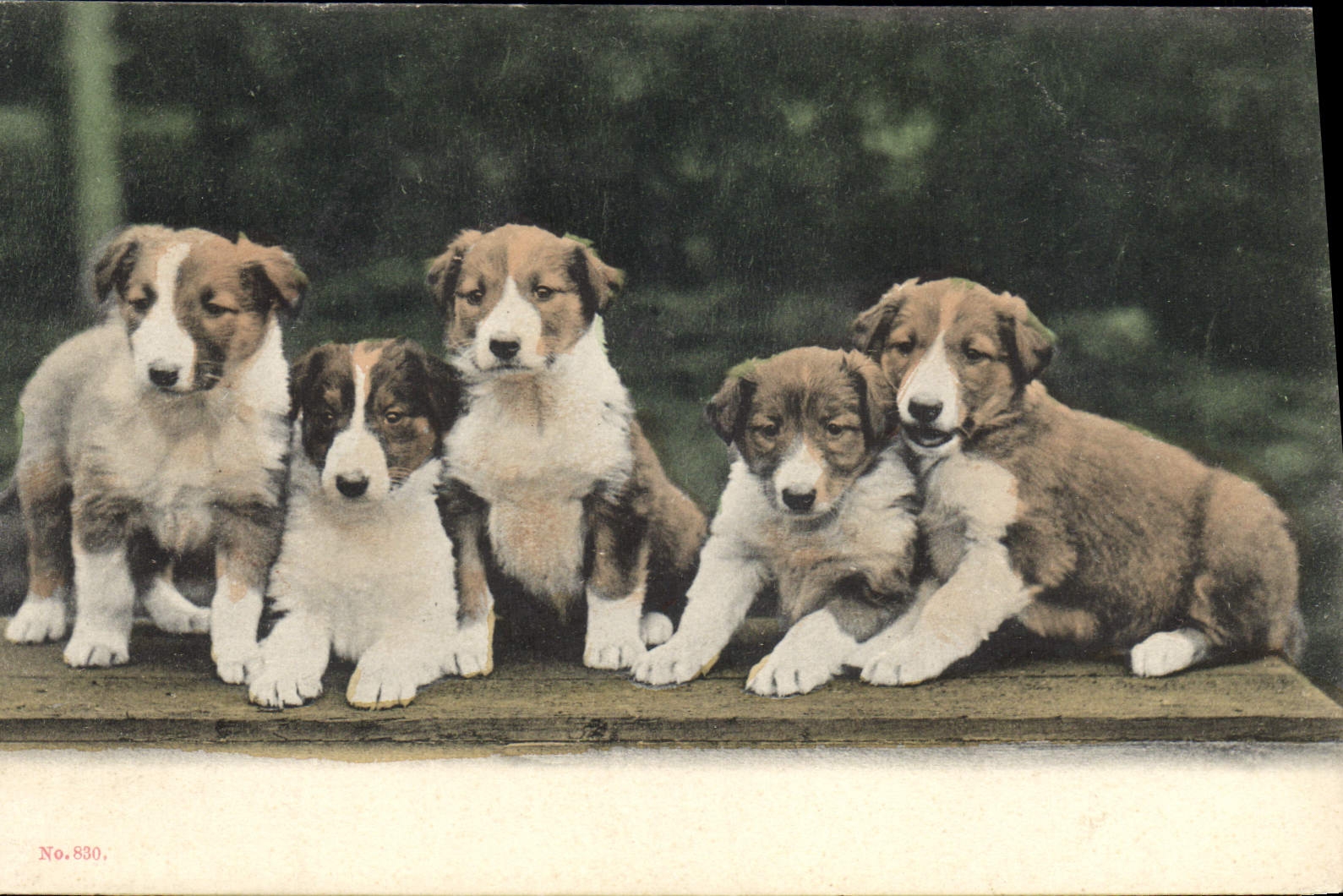 CPA Chien Chiens 