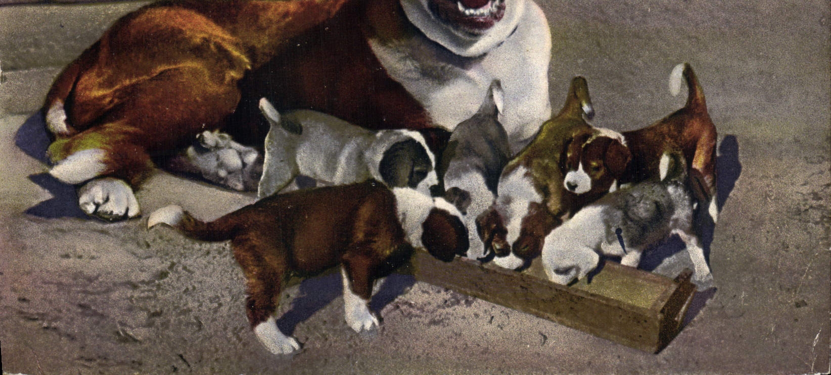CPA Chien du St Bernard et sa nichee Chiens 