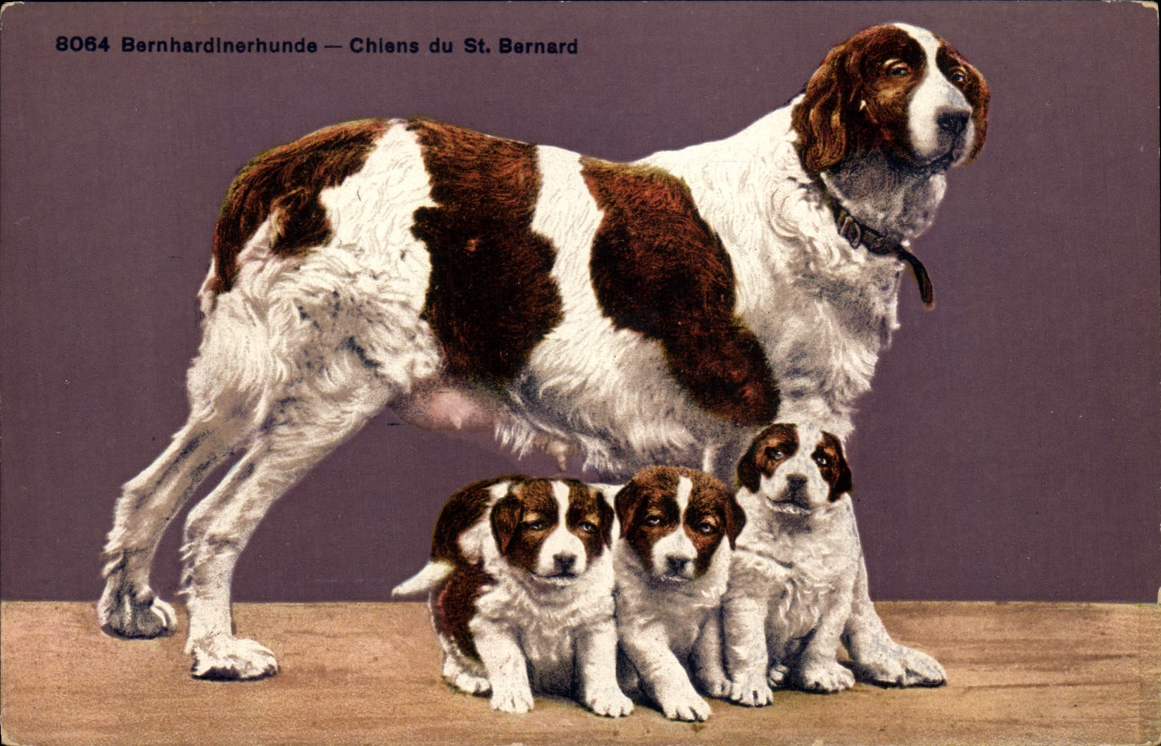 CPA Chien Chiens du St Bernard 