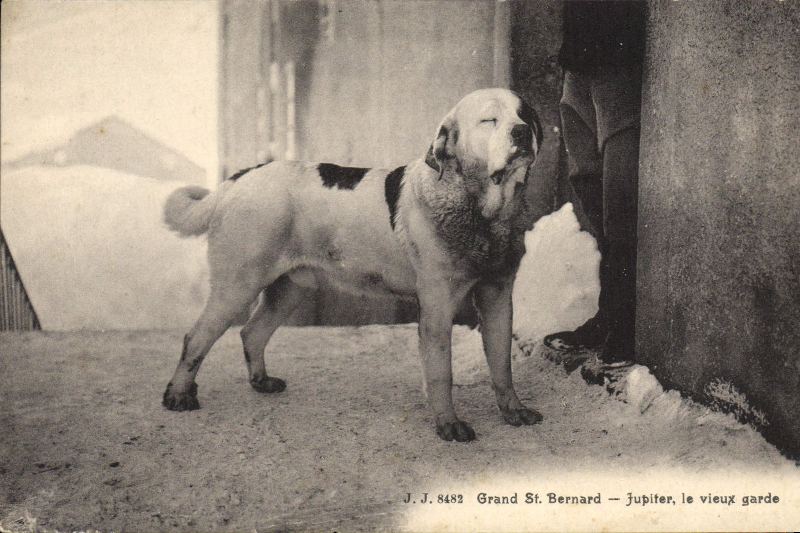 Vintage Postcard Chien Dogs Large St Bernard Jupiter the old one keeps
