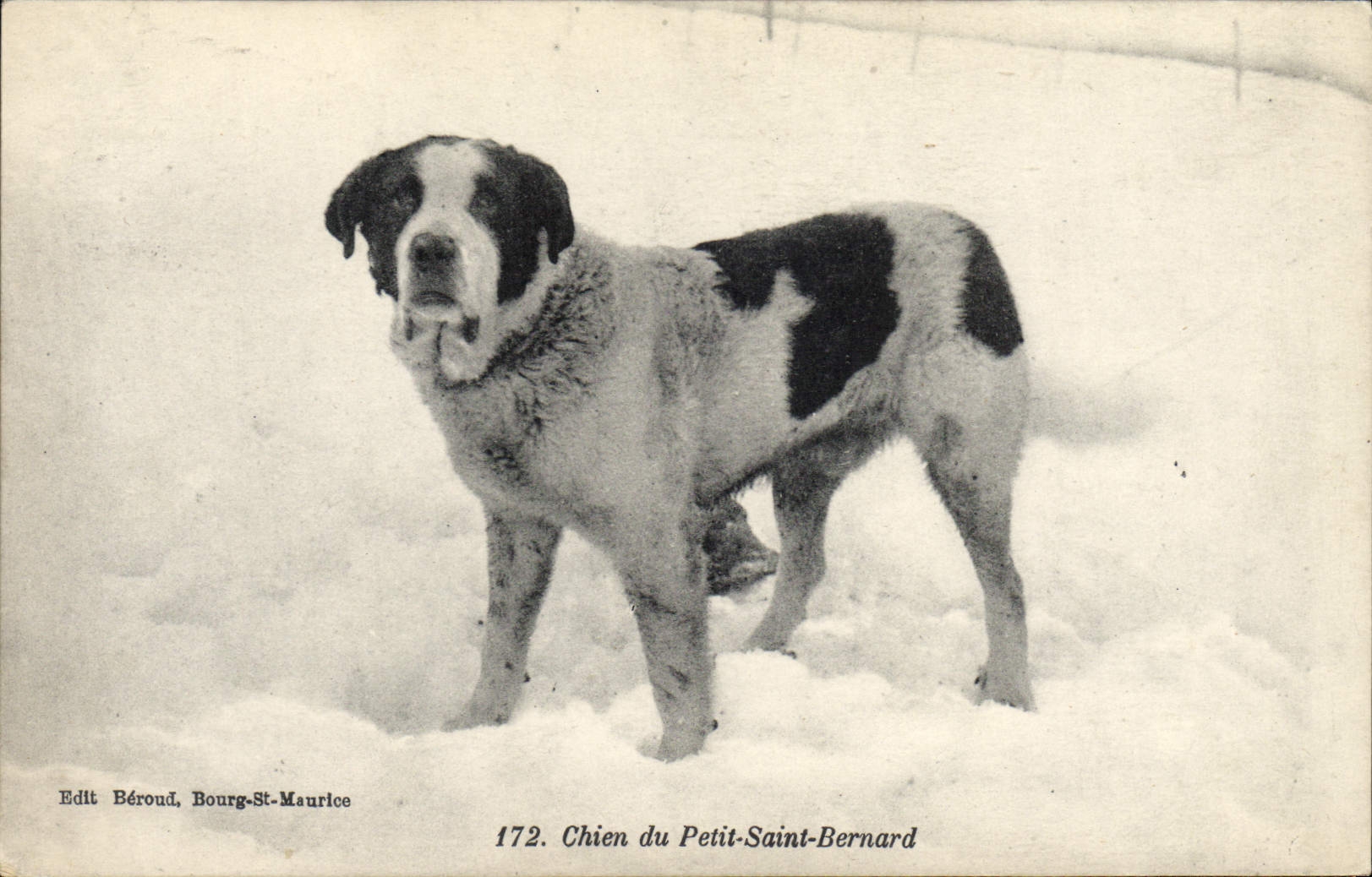 Vintage Postcard Dog of the Godly young saint Bernard Chiens