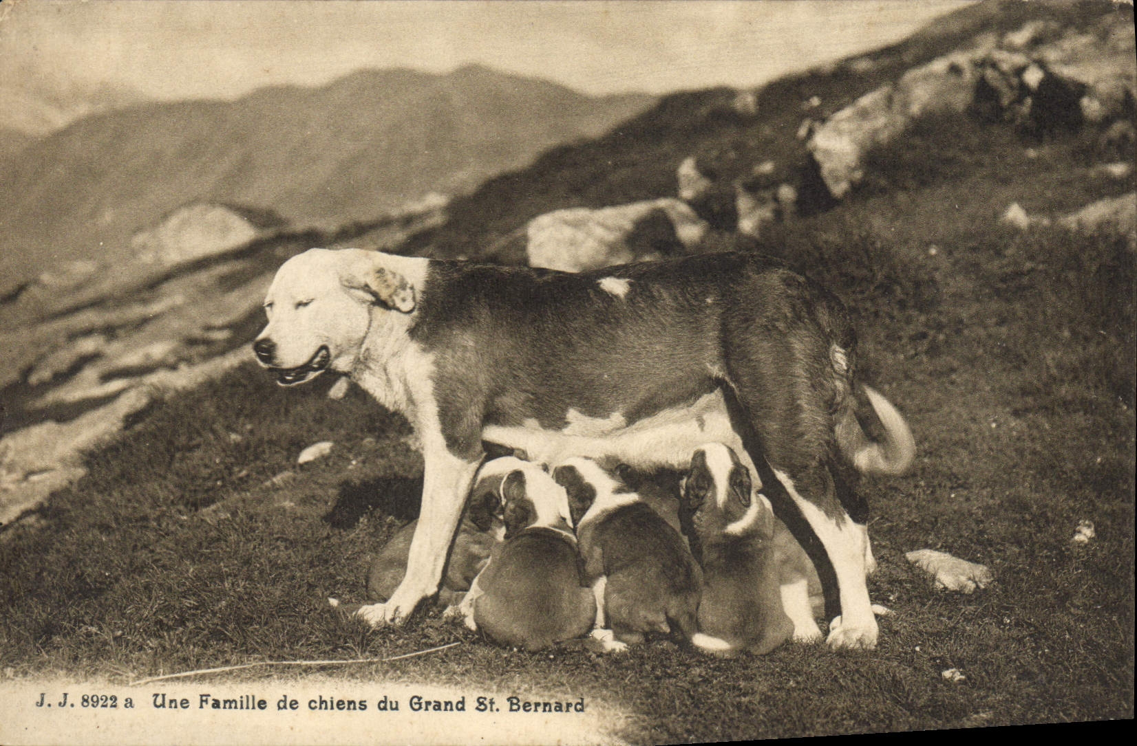 Vintage Postcard Dog a family of Dogs of Large St Bernard