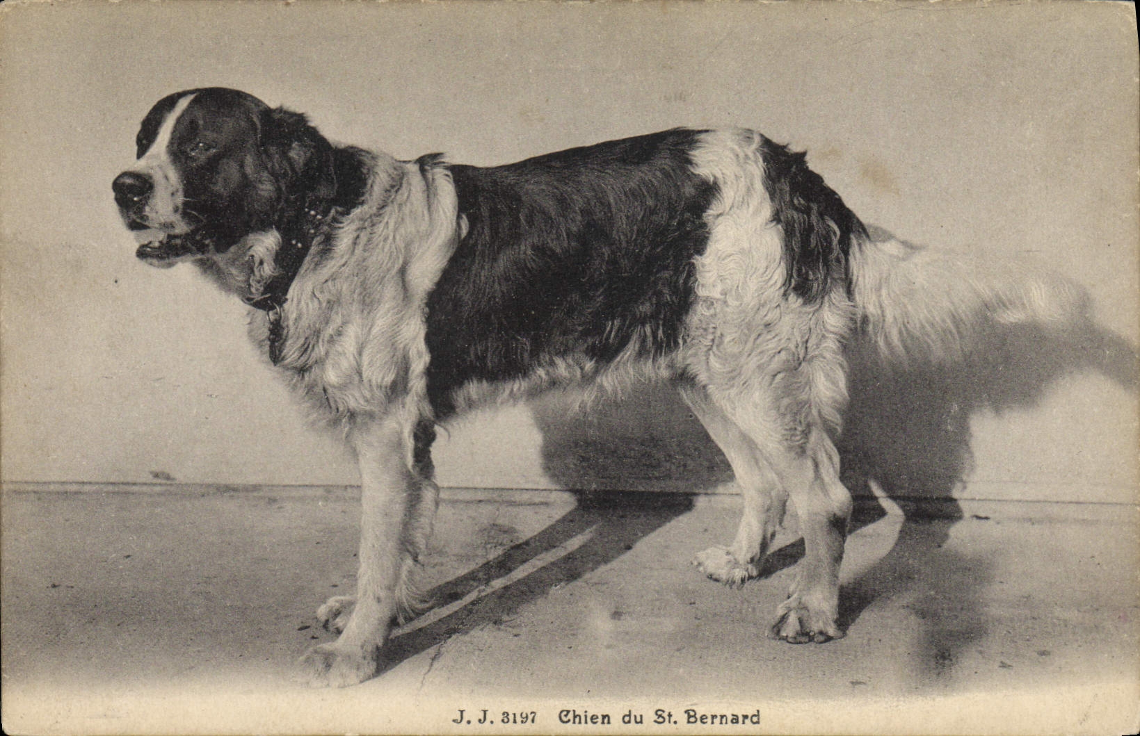 CPA Chien du St Bernard Chiens 