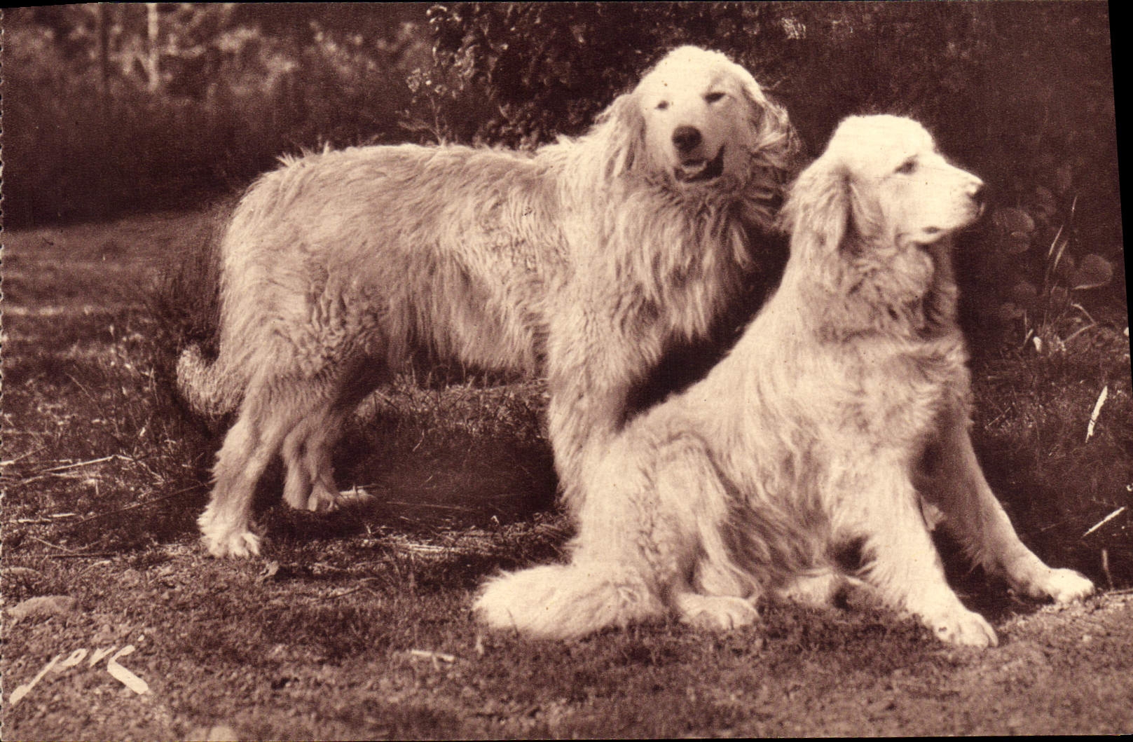 CPA Chien Chiens Gardiens des troupeaux contre l'ours