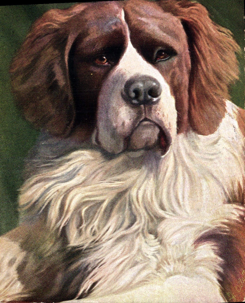 CPA Chien Chiens 