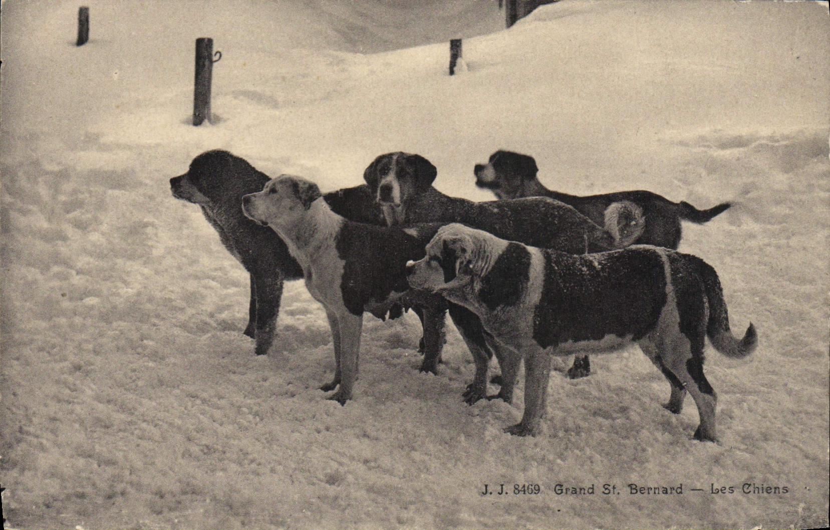 CPA Chien Chiens Grand St Bernard 
