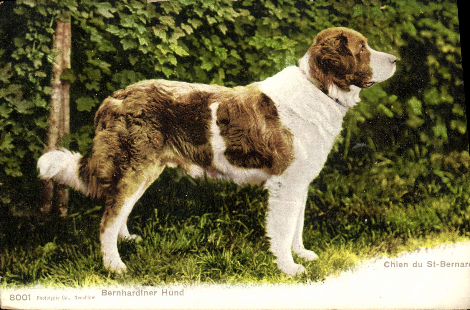 Vintage Postcard Dog Dogs Bernhardiner Hund