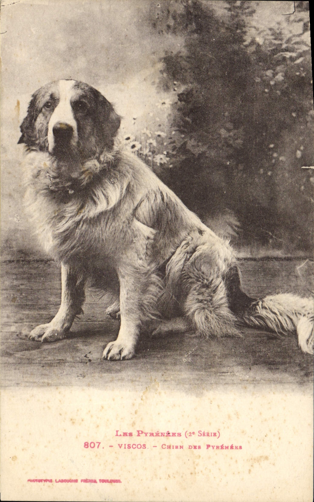 Vintage Postcard Dog of the Pyrenees Viscos Dogs