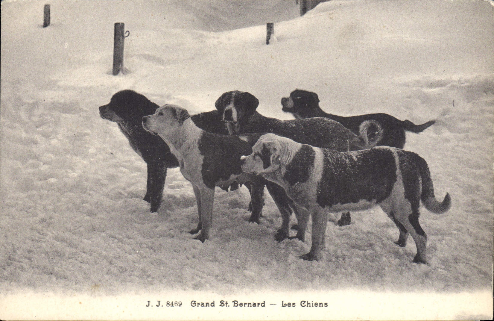 CPA Chien Chiens Grand St Bernard 