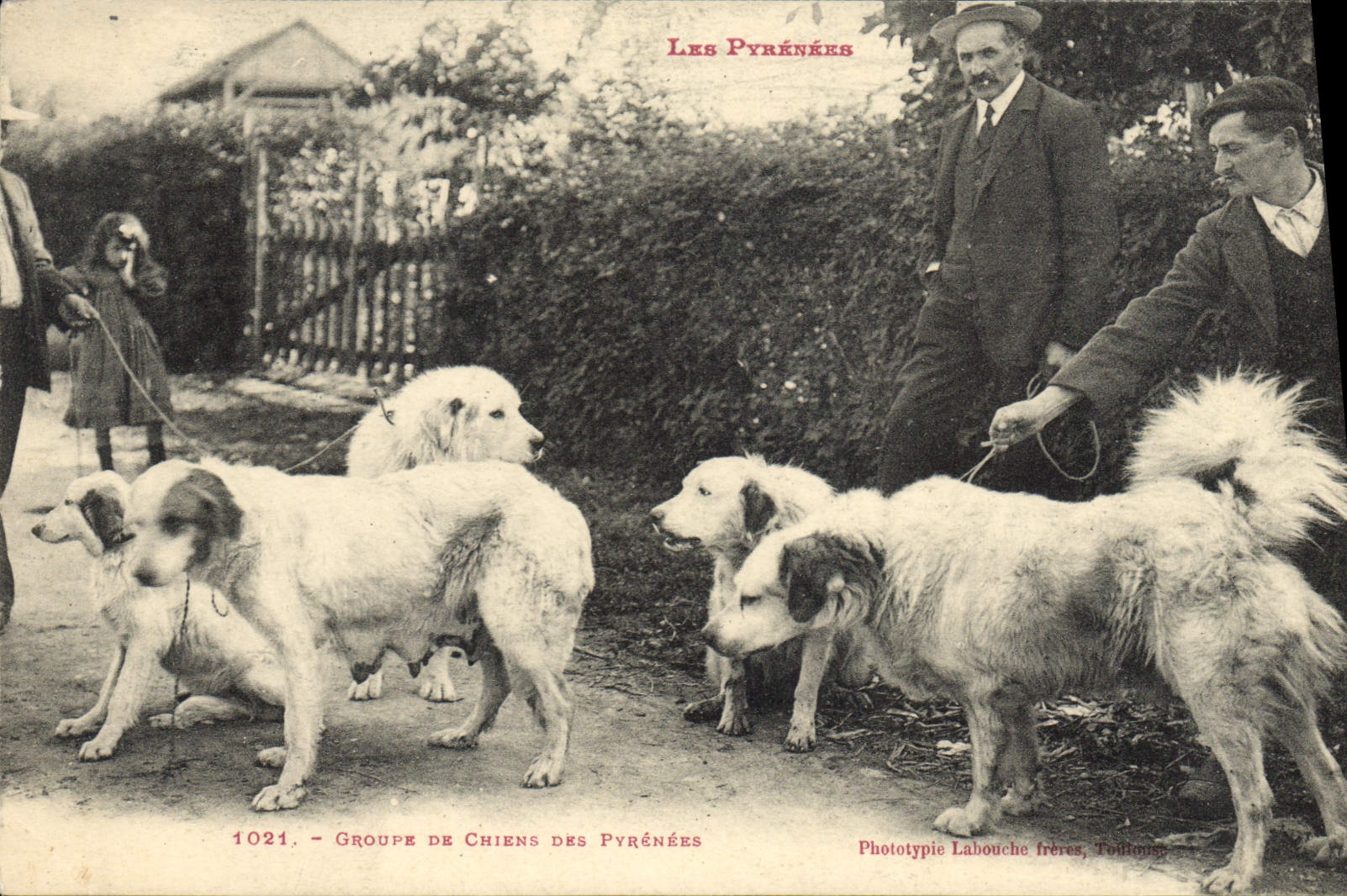 Vintage Postcard Chien Groups Dogs of the Pyrenees