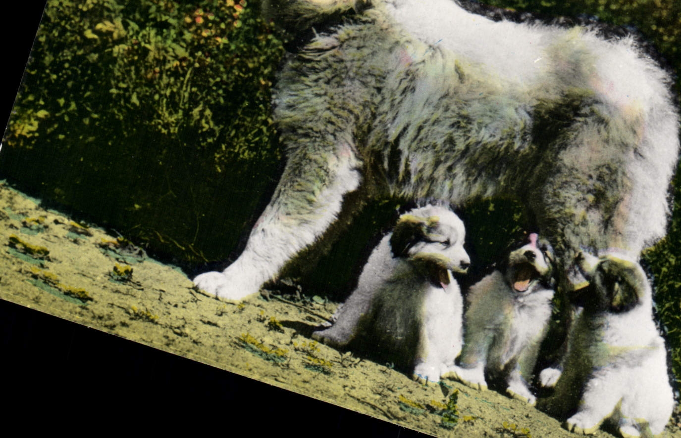 CPM Chien Chiens des Pyrenees 
