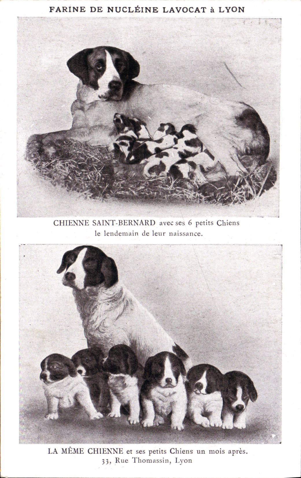 CPA Chien Chiens Chienne Saint Bernard avec ses 6 petits chiens