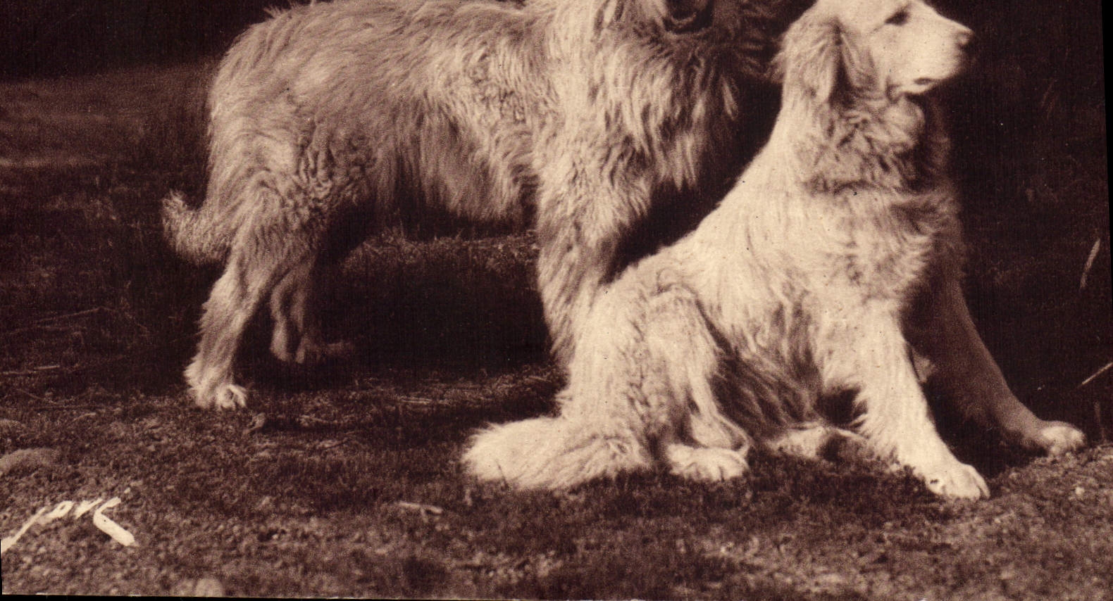 CPA Chien Chiens Gardiens des troupeaux contre l'ours