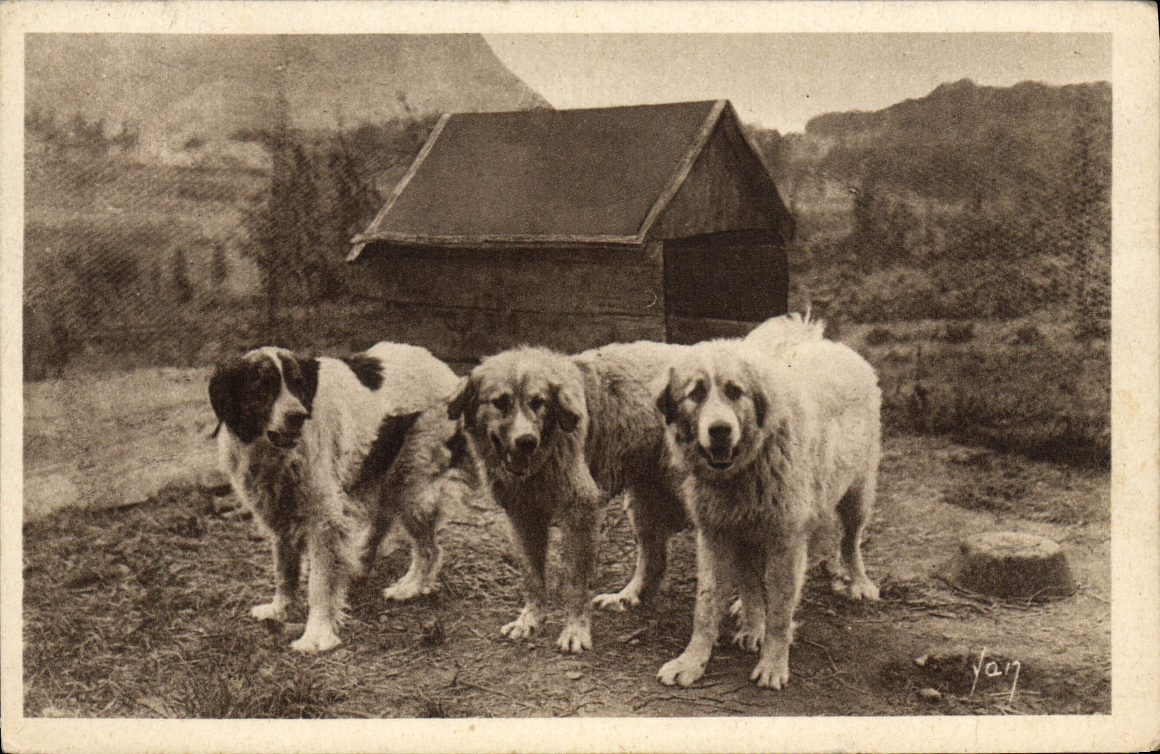 CPA Chien Chiens des Pyrenees 