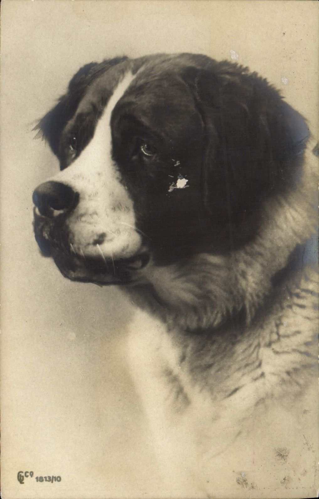 CPA Chien Chiens 