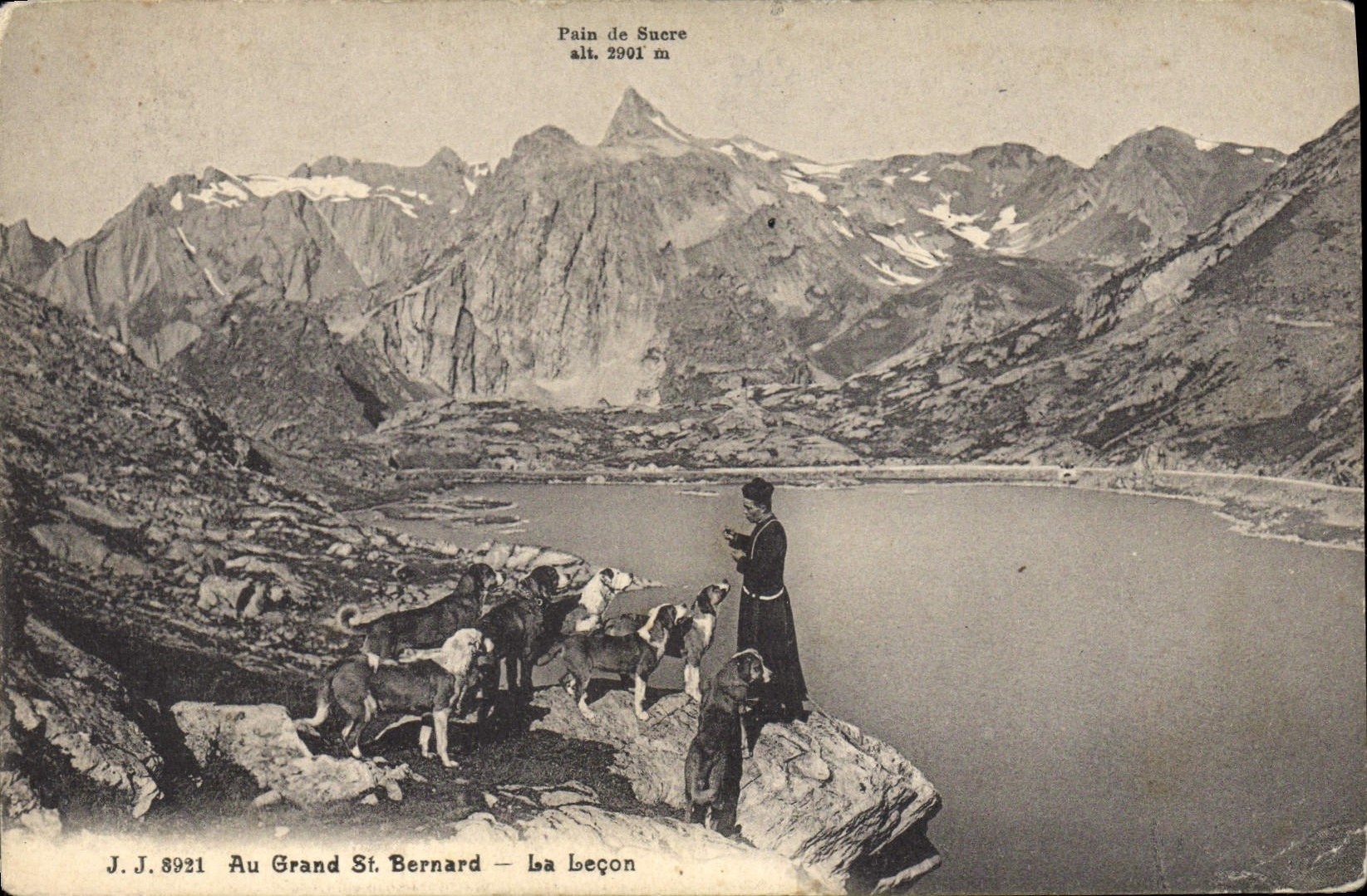 Vintage Postcard Dog Dogs With Large St Bernard the lesson