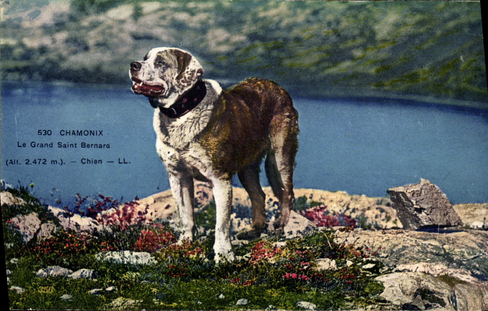 Vintage Postcard Dog Chamonix Dogs Large St Bernard