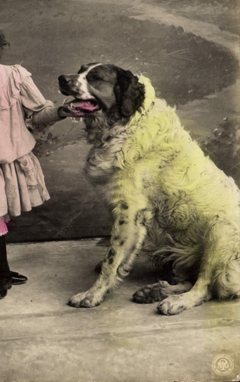 CPA Chien Chiens Enfant 