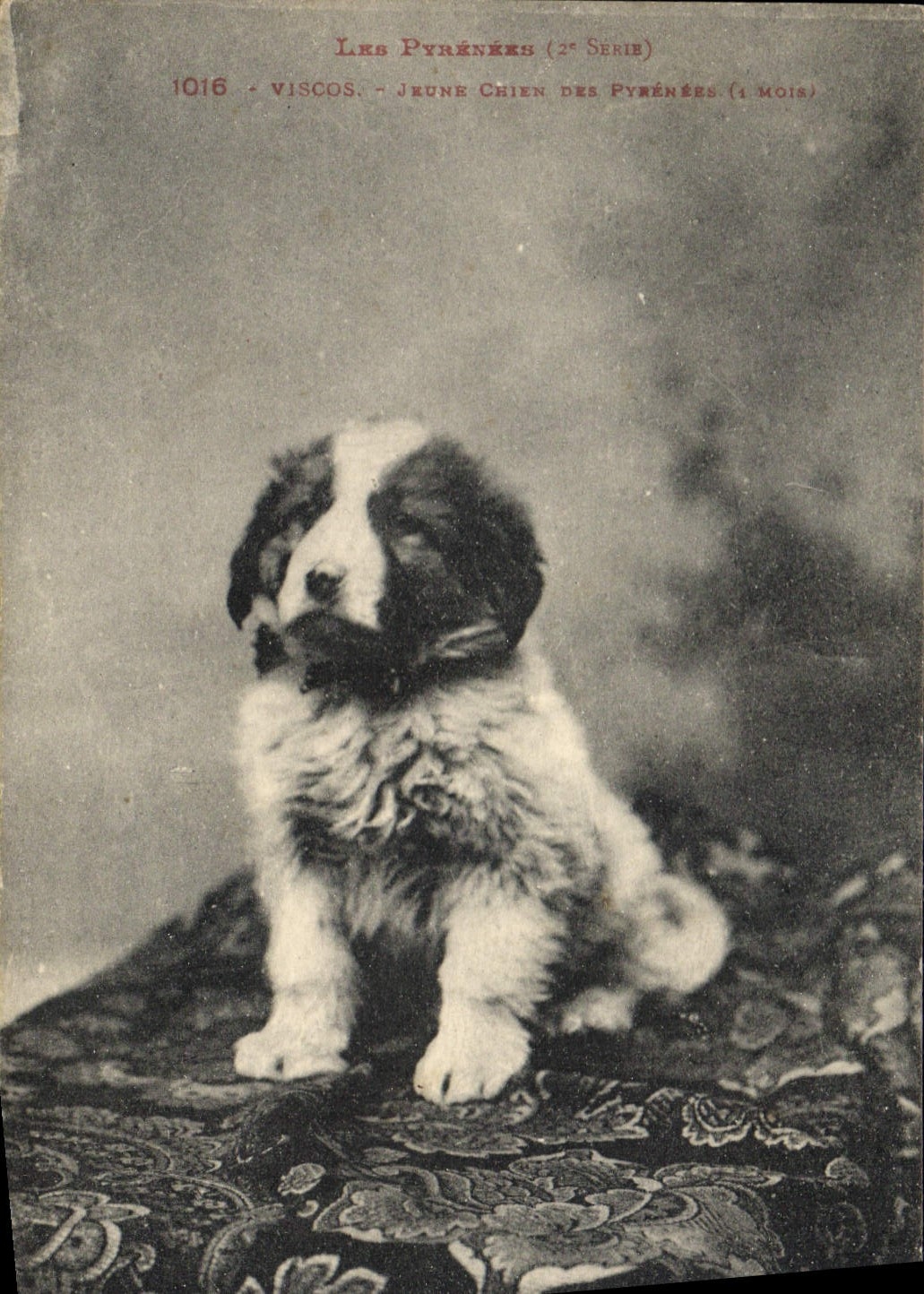 Vintage Postcard Young person Dog of the Pyrenees Visco Dogs