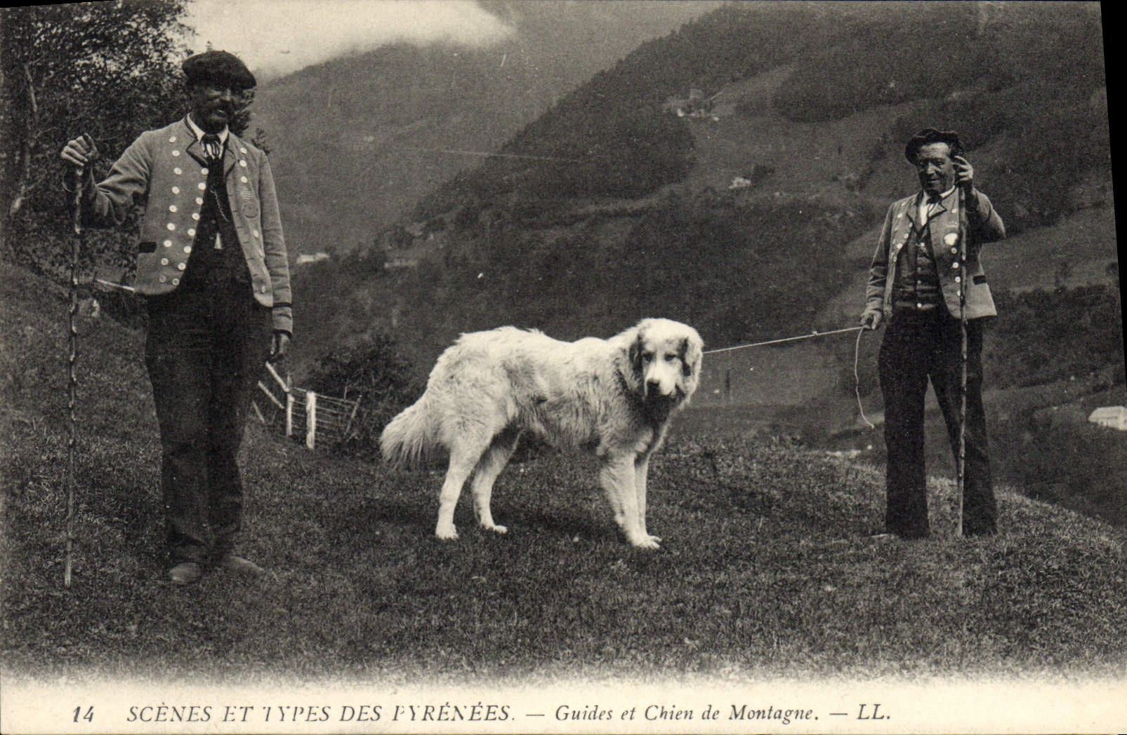 Vintage Postcard Dog Dogs Guides and dog of Pyrenees mountain