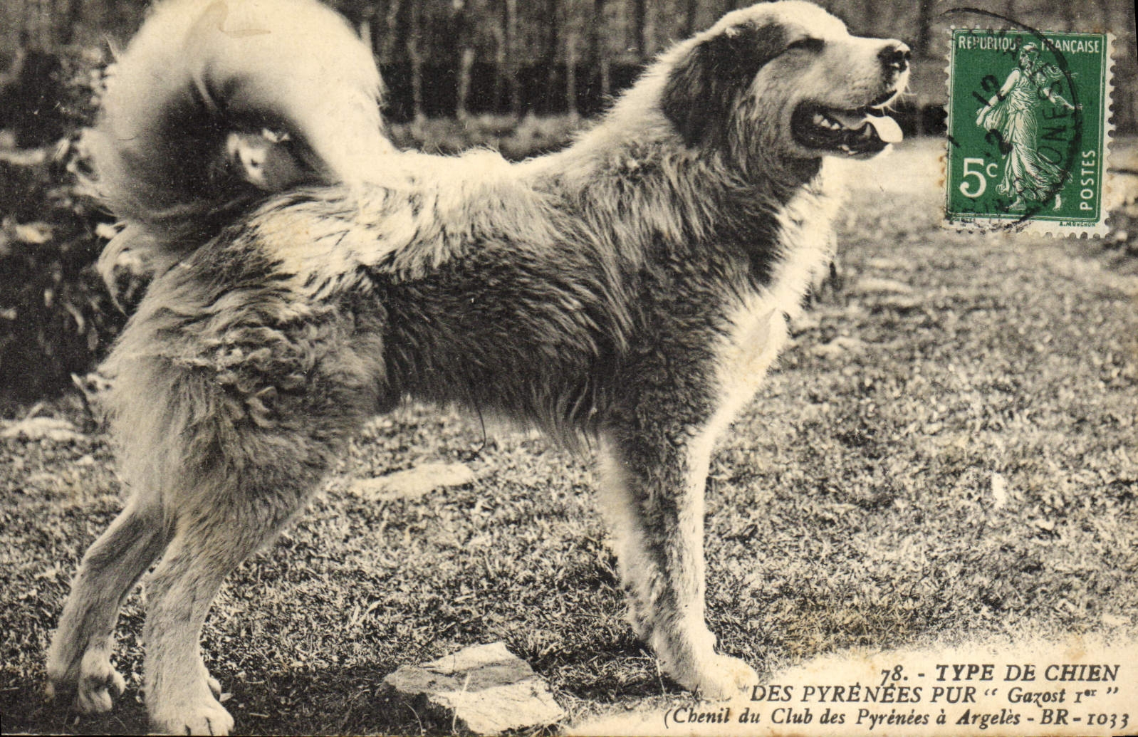 CPA Chien des Pyrenees Chiens Chenil du Club des Pyrenees a Argeles