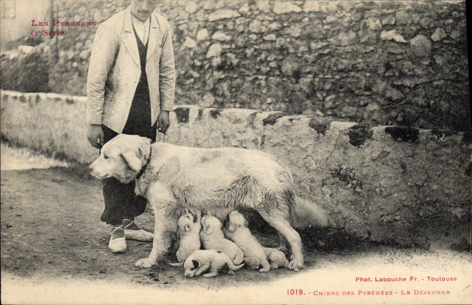 CPA Chien Chiens des Pyrenees Le dejeuner 