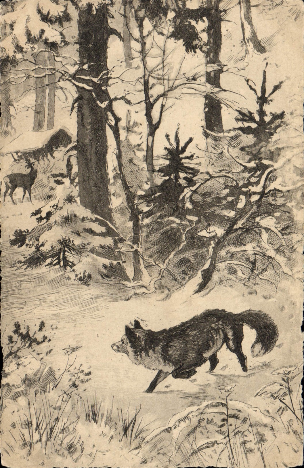 CPA Chasse Renard Loup Biche