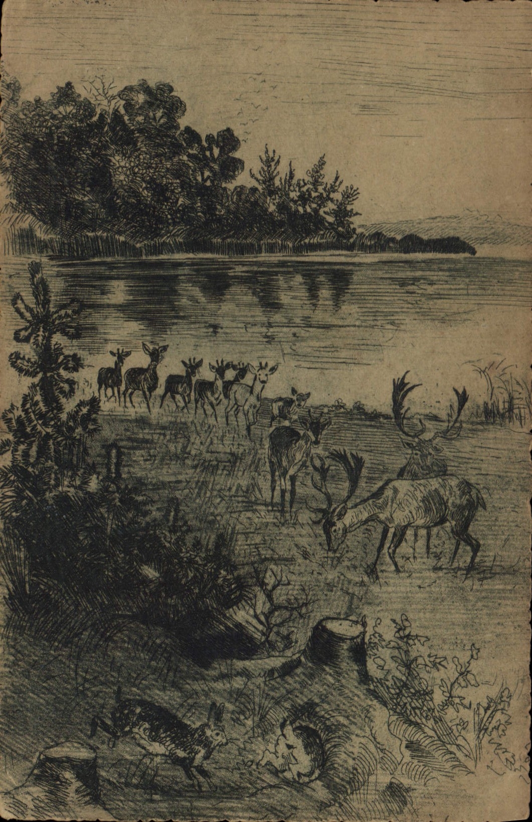 Postal Caza Ciervo Cierva Impulso Conejo