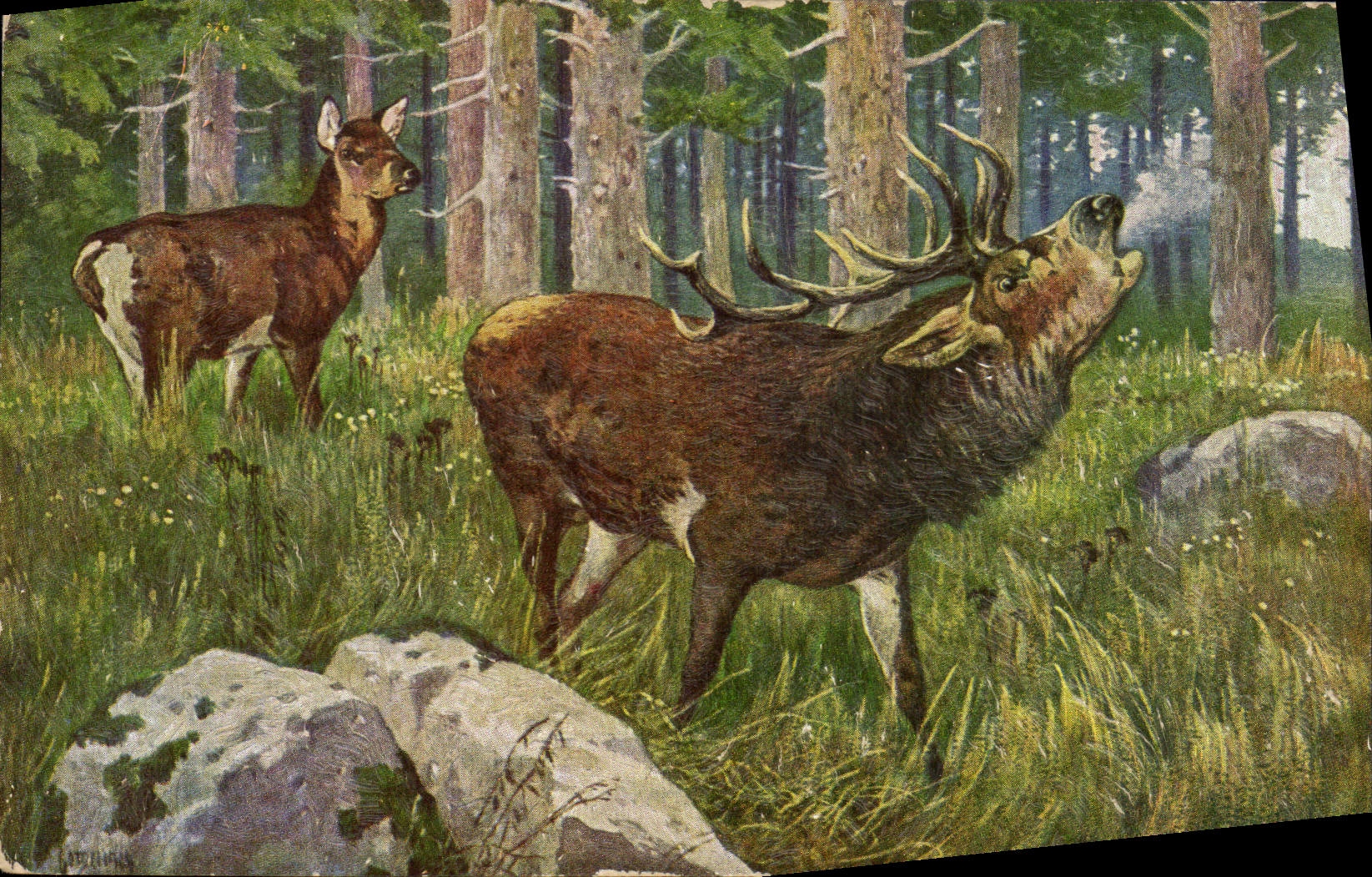 CPA Chasse Cerf Biche