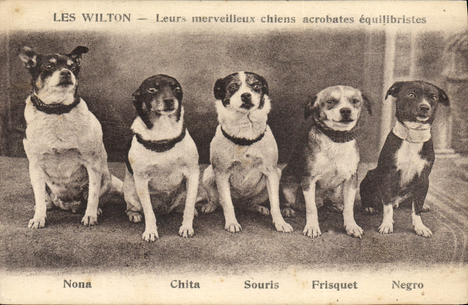 Postal el Wilton Sus merveilleurs perros acróbatas equilibristas Nona Chita Souris Fresco Negro Perro