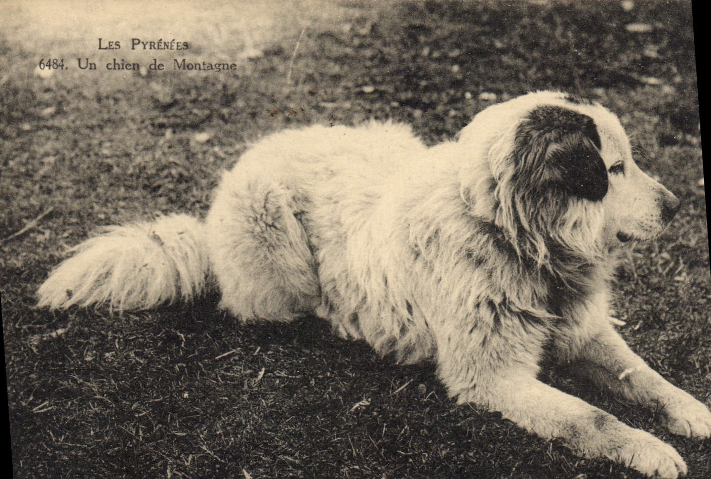 CPA Chien de Montagne Pyrenees Chiens 