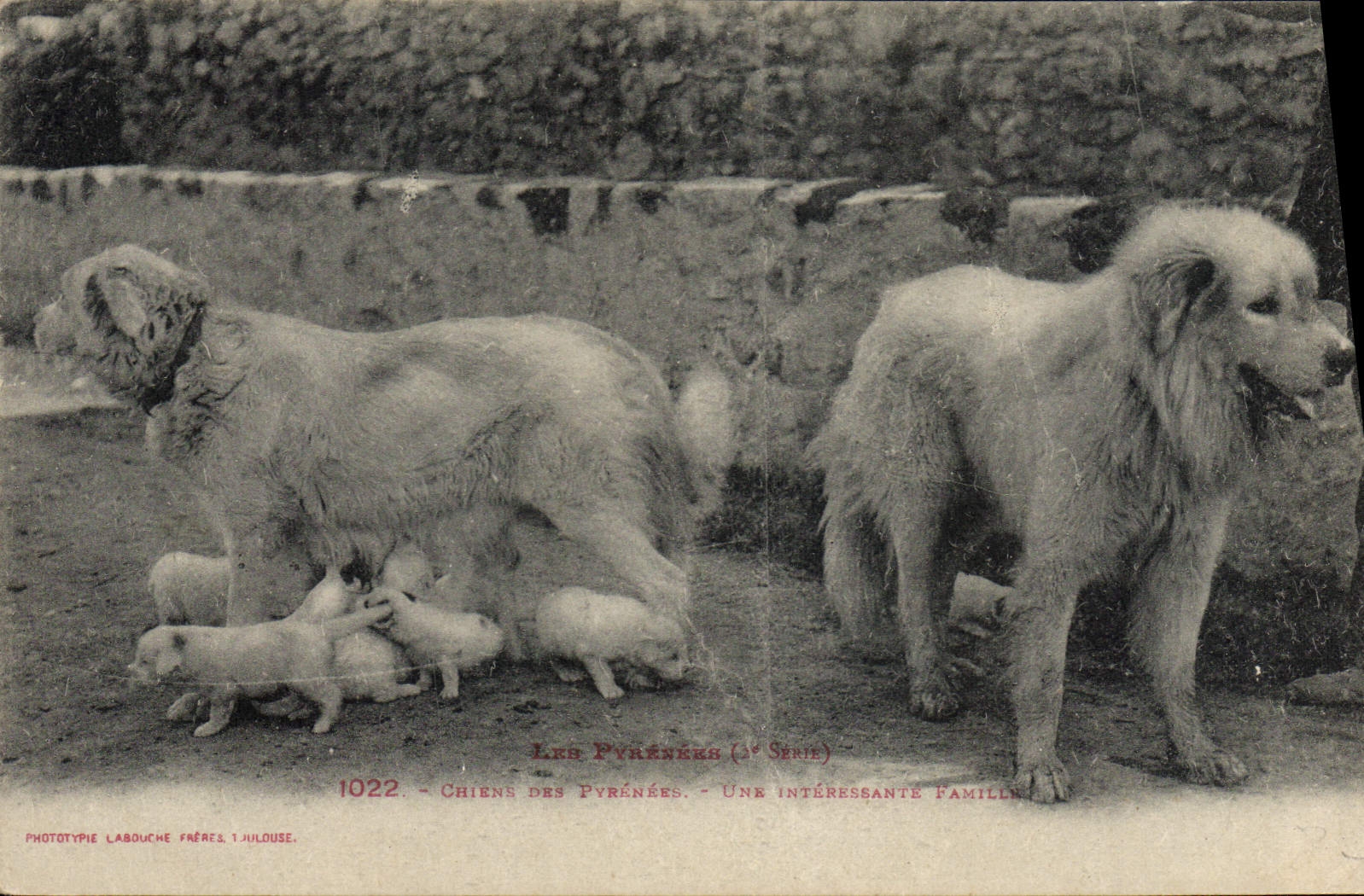 CPA Chien Chiens des Pyrenees Une interessante famille 