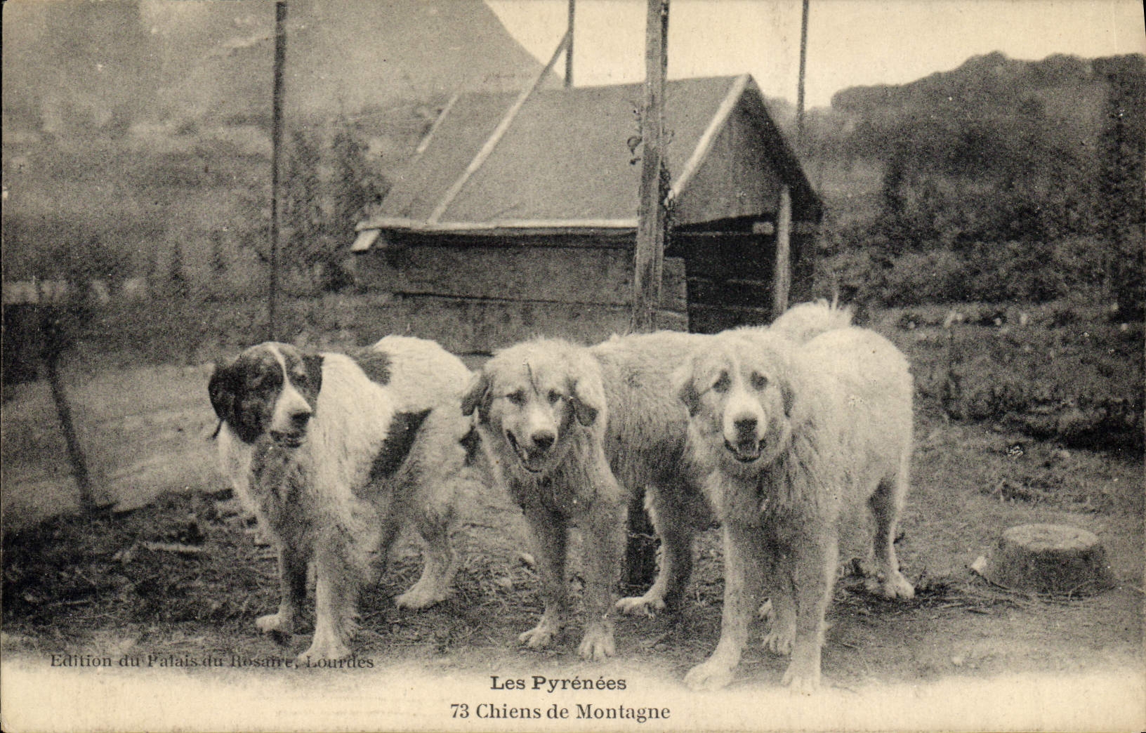 CPA Chien Chiens de montagne Pyrenees 