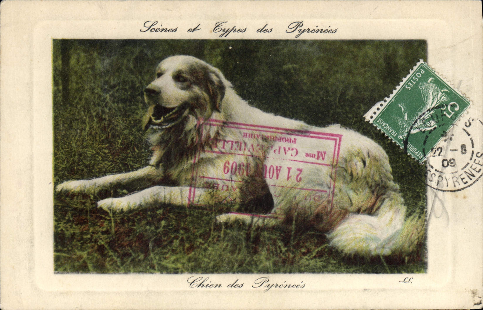 CPA Chien des Pyrenees 
