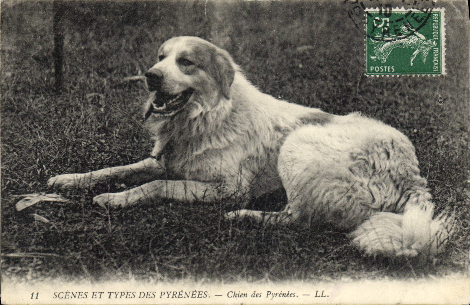 CPA Chien des Pyrenees 