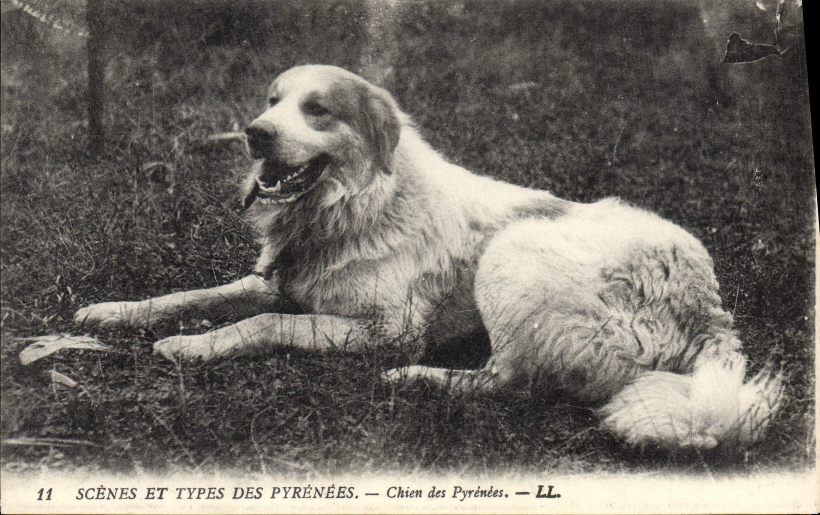 CPA Chien des Pyrenees 