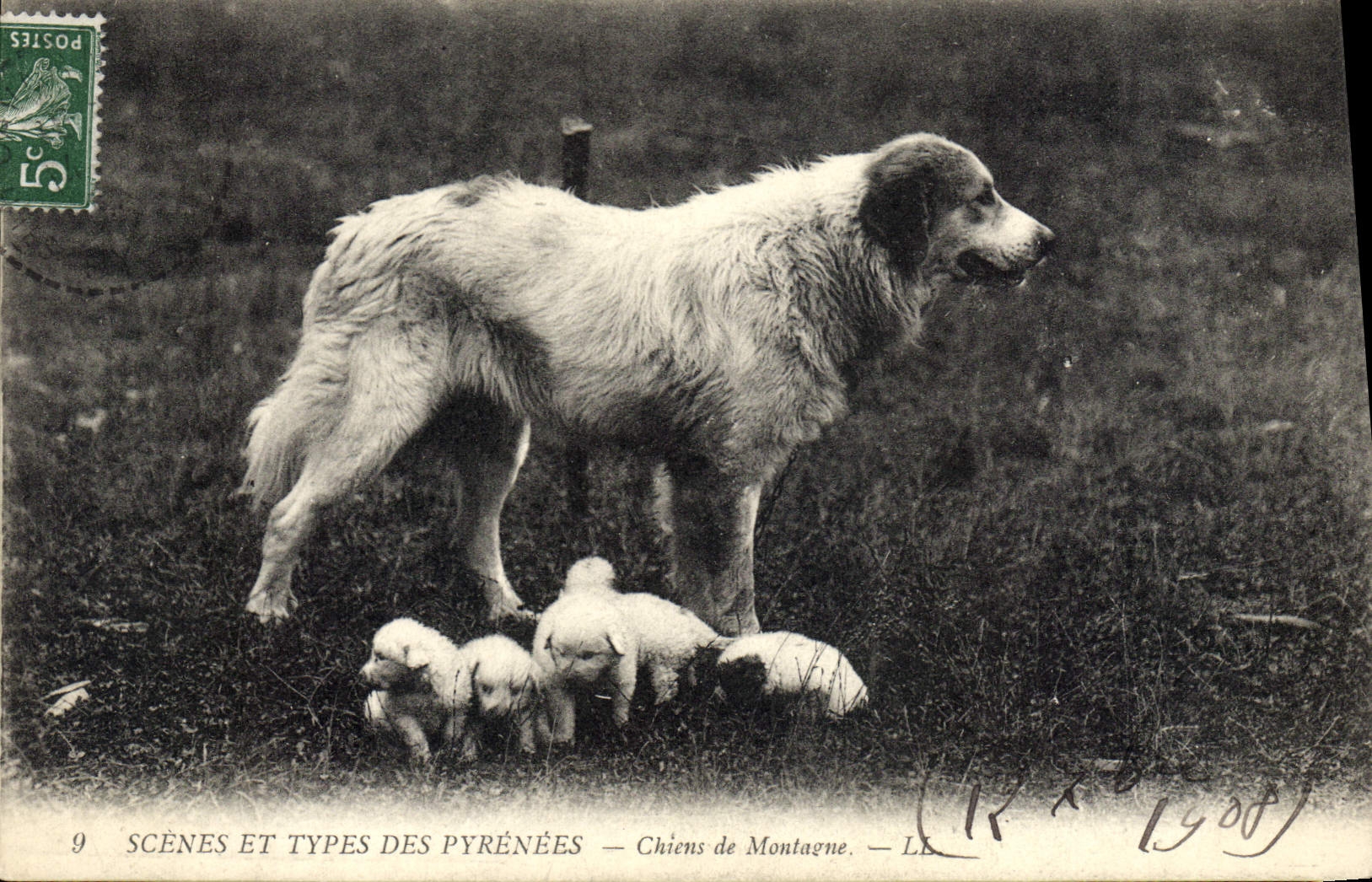 CPA Chien Chiens de montagne 
