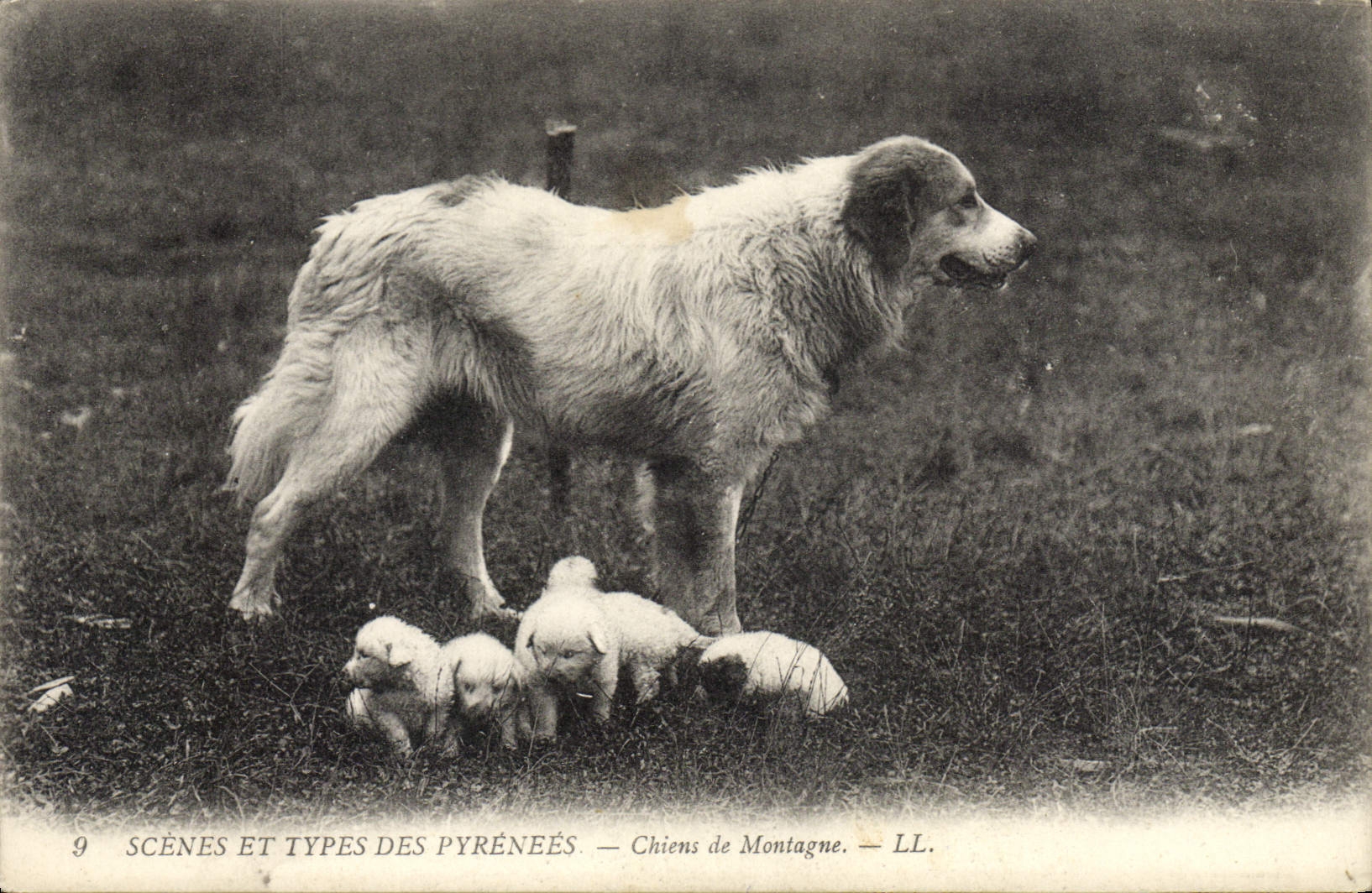 CPA Chien Chiens de montagne 